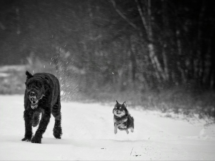 Wait for it! - My, Animals, Dog, Big and small, Giant schnauzer, Chihuahua