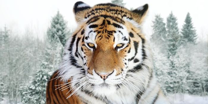 Majestic Siberian tiger - Amur tiger, Russia, China, Дальний Восток, Wild animals, Longpost