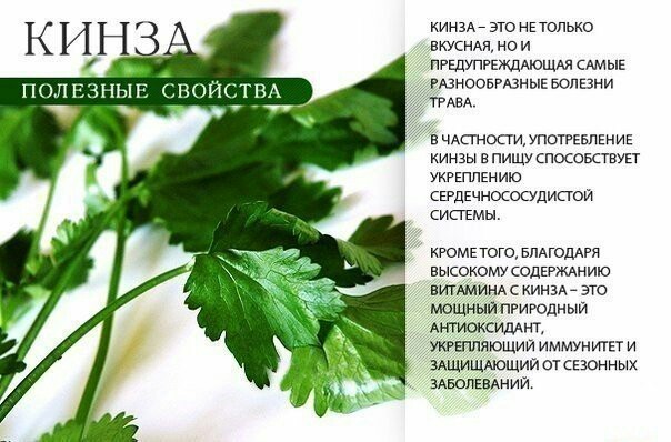 Полезные свойства зелени - Полезное, Продукты, Длиннопост