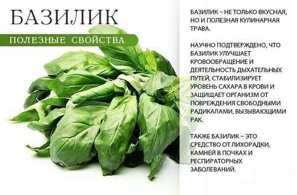 Полезные свойства зелени - Полезное, Продукты, Длиннопост