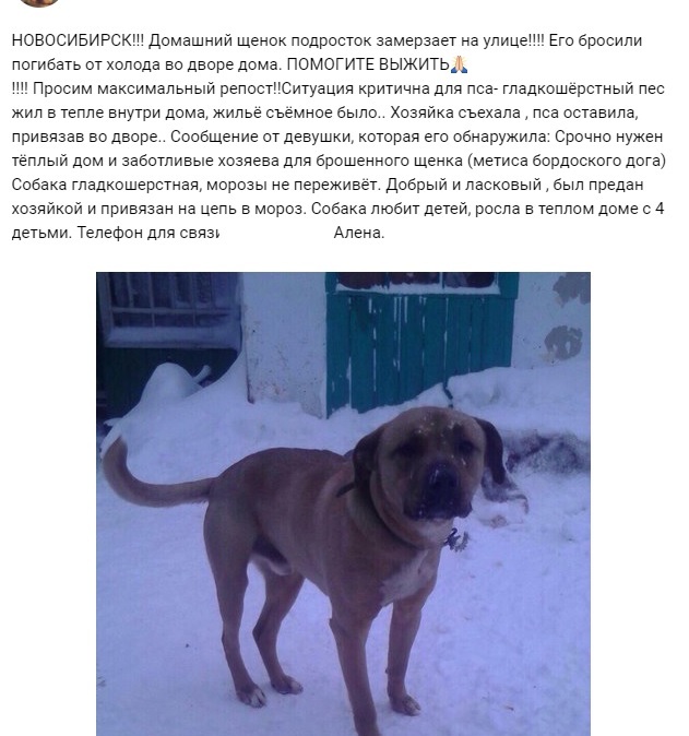 Give me hope - My, Dog, Helping animals, Novosibirsk, Longpost, Help