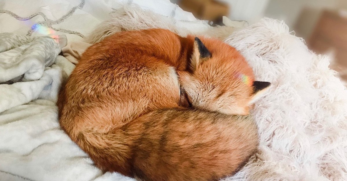 Рыжая лиса во сне. Лиса Джунипер. Пушистая лиса. Кровать Лисенок.