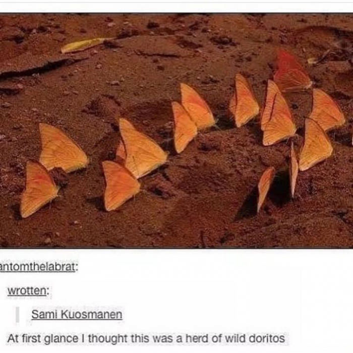 Doritos in their natural habitat - Doritos, At first glance, Butterfly, Humor, Crisps, Comments, 9GAG