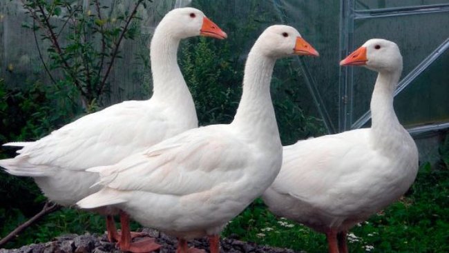 Жительница Украины избила соседку двумя гусями