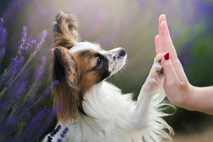 High five! :-) - The photo, Dog, Positive, Animals