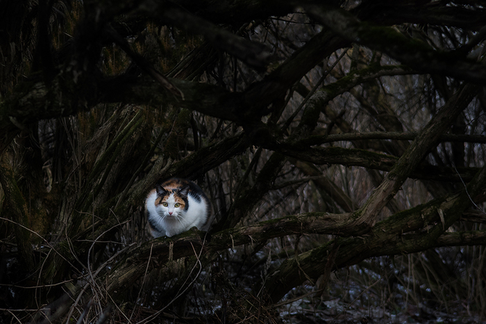 In a dark gloomy forest - cat, , Tricolor cat, My, My, Catomafia