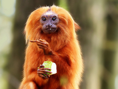 A monkey's red butt has led to an accident in China due to its resemblance to a traffic light. - Monkey, Crash, China, news