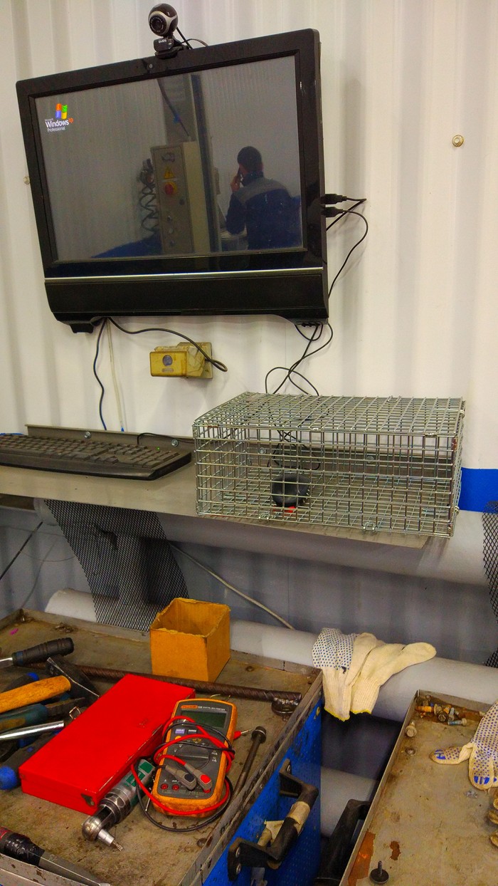 Суровый грызун в клетке.