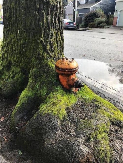 Nature takes over - Nature, Hydrant, Tree, absorption