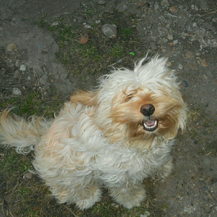 Smiling dog :) - Dog, My, Friend of human