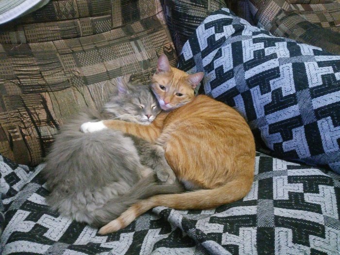 Кошачий уют