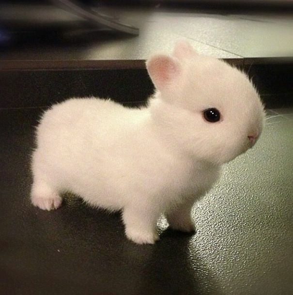 Hello! Can I help you with something? - Milota, Animals, Rabbit, Roast