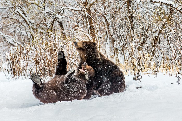 Life is Beautiful!. - The photo, Kamchatka, The Bears, Winter, Kuril lake