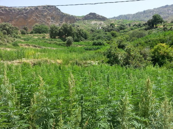 A little greenery - My, Morocco, Greenery