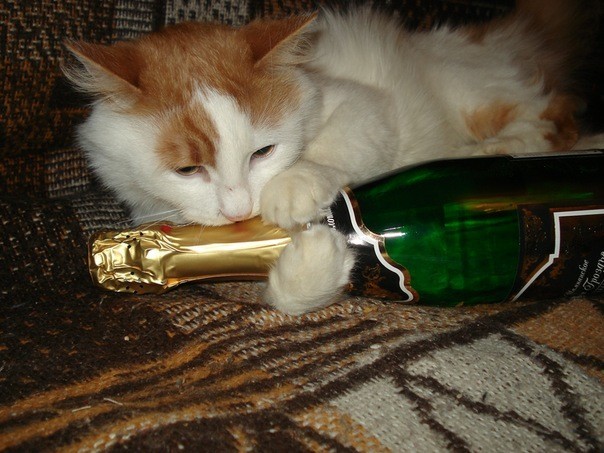 When your cat is drunk - My, cat, Alcohol