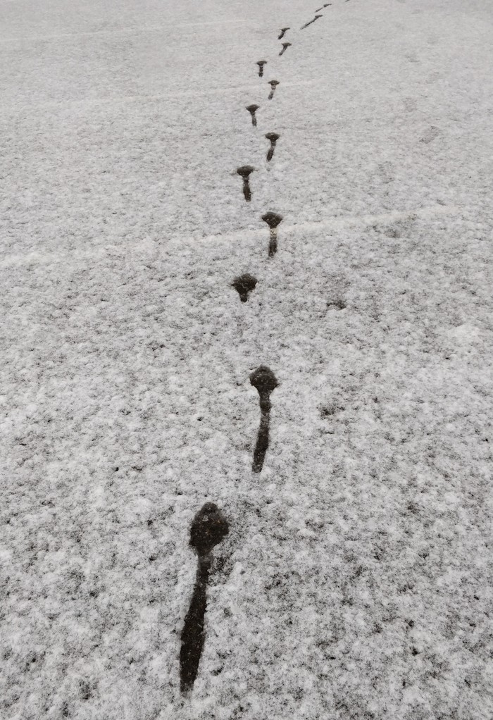 Help identify animal tracks... - My, Footprints, Hunting, Snow, Winter
