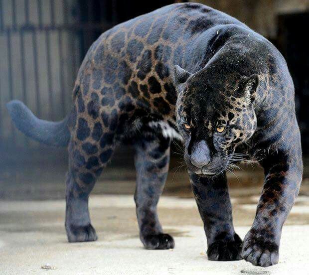 Этот черный ягуар выглядит чертовски круто | Пикабу