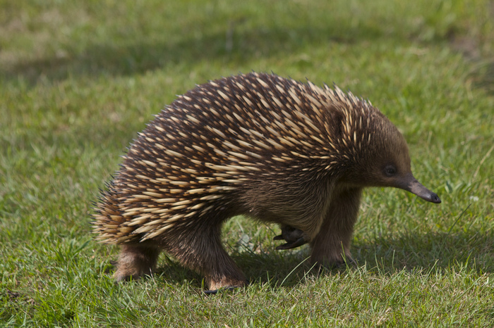 Why is an echidna called an echidna? - My, Echidna, Oddities, Snake, Why?