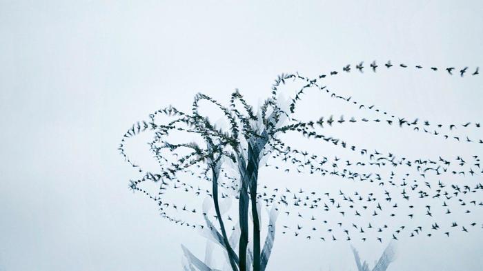 Video of birds in flight, collected in one picture - Flight, Birds, The photo, Photographer, Video, Longpost, , Multiple exposure, 