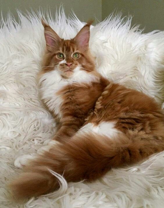 Fluffy, beautiful - cat, Maine Coon, Cat Red Cat!