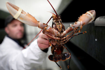 The Swiss government defended the right of crayfish to a dignified death - Society, Switzerland, Government, Crayfish, Boiling water, Lobster, Lenta ru