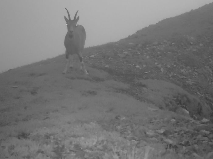 Фотография с фотоловушки