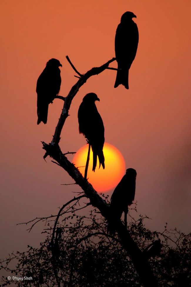 Black kites against the background of the fiery sun - Kite, Predator, Birds, The photo, Nature