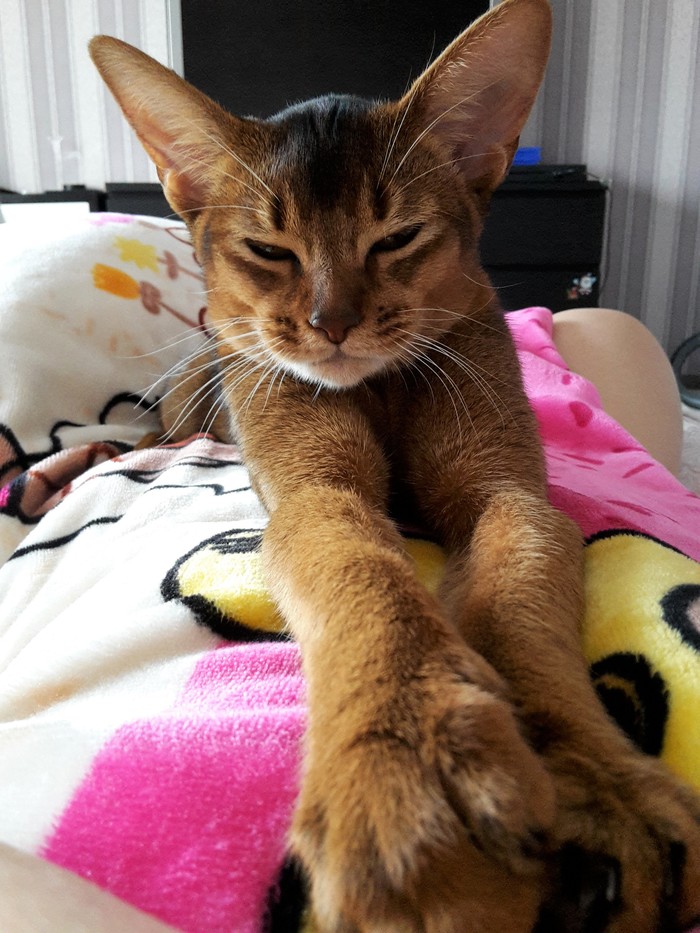 Moore-meow, my kitty :) - My, Abyssinian cat, cat, , My