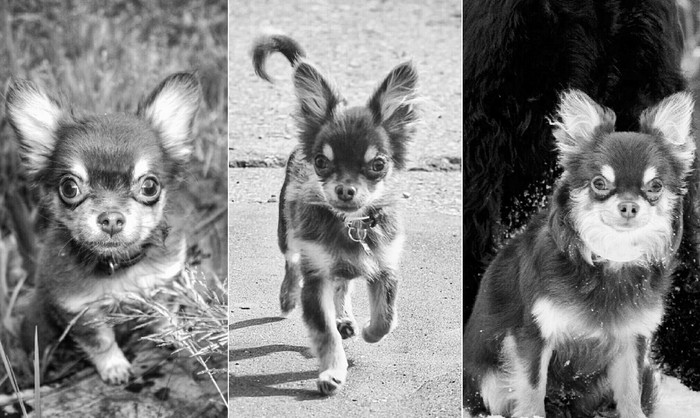 From larva to adulthood - My, Dog, Chihuahua, It Was-It Was, Animals