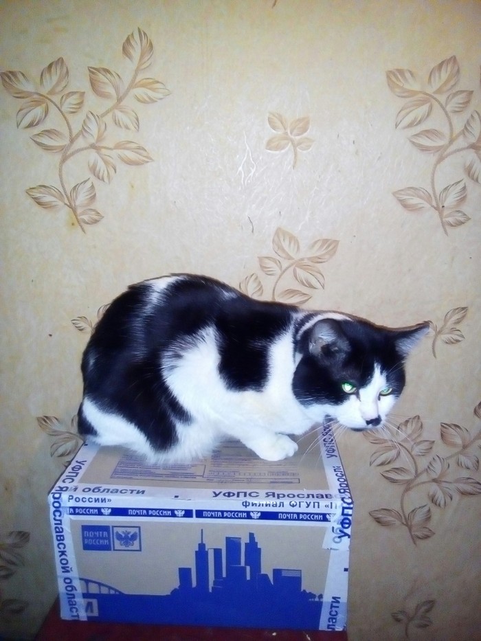 My darling))) - cat, Gift exchange, Secret Santa, Longpost