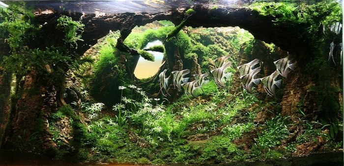 Path to a New World - Angelfish, Aquascape, Aquarium, 