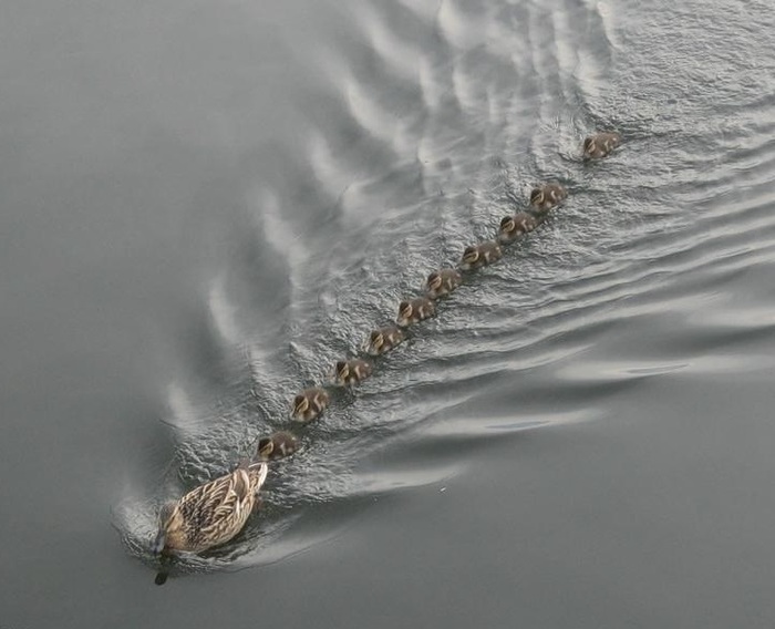 Keep in line! - Duck, Ducklings, Birds