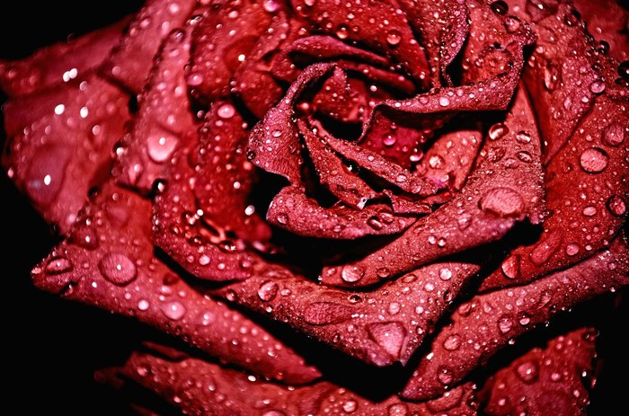 Rose after the rain - My, the Rose, Rain, Night, Flowers, Crimea, Overheard, Russia