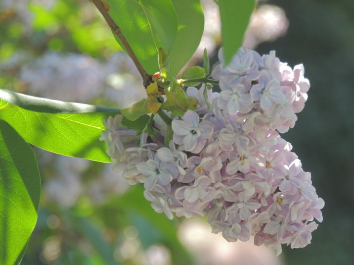 Lilac of victory - My, Lilac, , May, Spring
