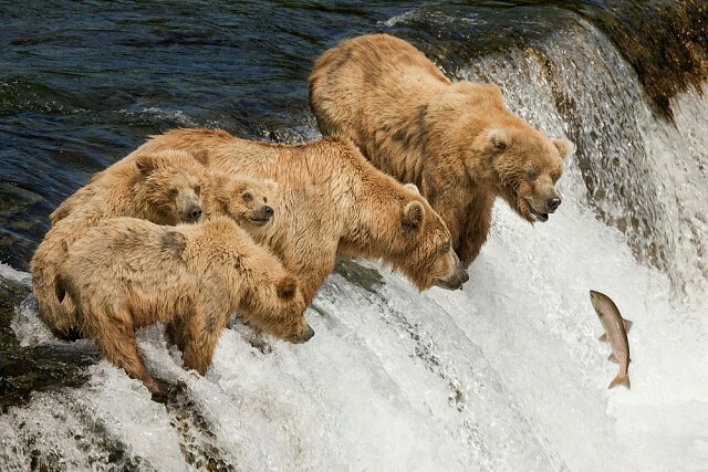 Family fishing in Alaska - The Bears, Alaska, Hunting, Salmon, Dinner, The photo