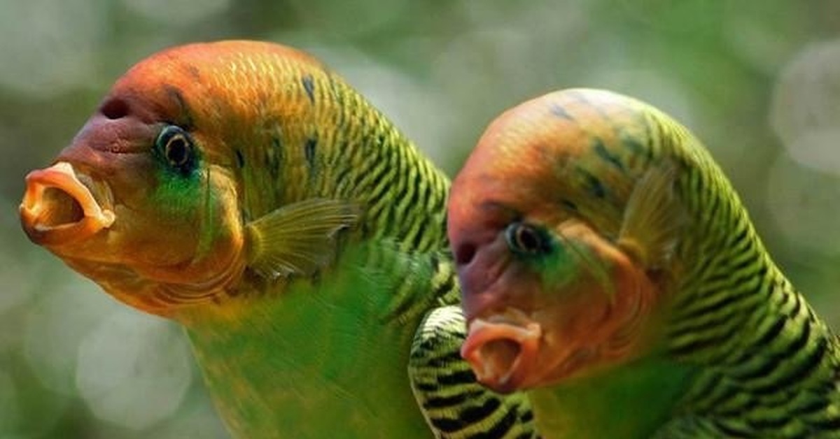 Попугай мутант волнистик. Очень красивый попугай. Каких птиц называют морскими попугаями. Puffin тукан. Атлантический тупик.