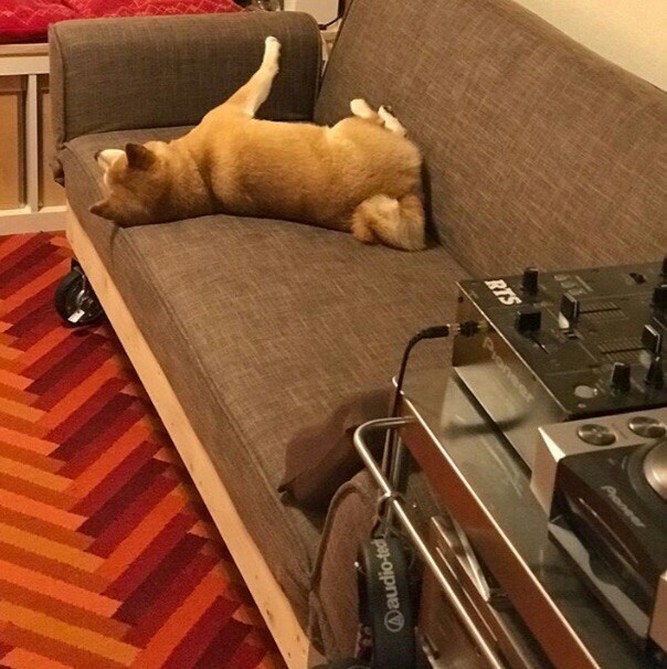 Sat down to lie down - Dog, Shiba Inu, Is sitting, Lies