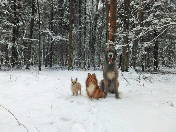 Finally, snow in Moscow. - My, Irish wolfhound, Wookiees, Chewbacca, Dog, Forest, Winter, Longpost