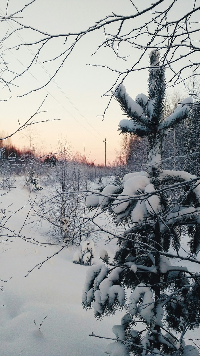 winter kingdom - My, The nature of Russia, freezing, Sunset, Forest