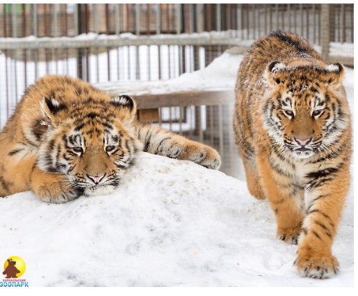 Who is the head in this house? - Barnaul, Tiger, Zoo