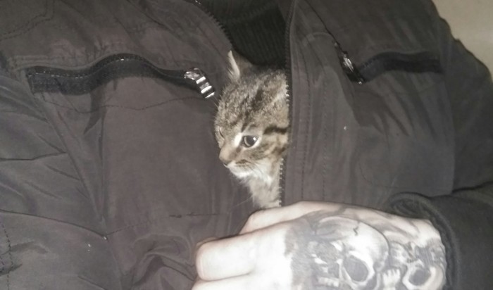 Looking for a responsible kitten owner - My, Saint Petersburg, cat, , Bum, Help, In good hands, Helping animals