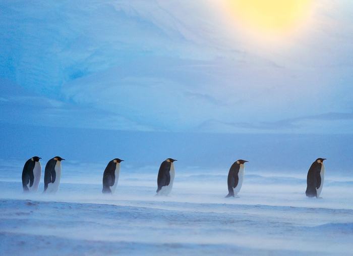 Emperor penguins. - My, , Antarctica, Reproduction