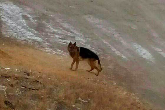 A resident of Chelyabinsk, in line to the veterinarian, met his missing dog, who was brought to be castrated by new owners - Animals, Chelyabinsk, Dog, Sheepdog, Longpost