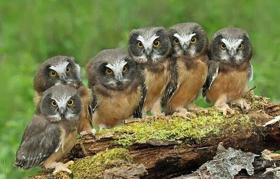 Owl pack. - Birds, The photo, Company, Owl