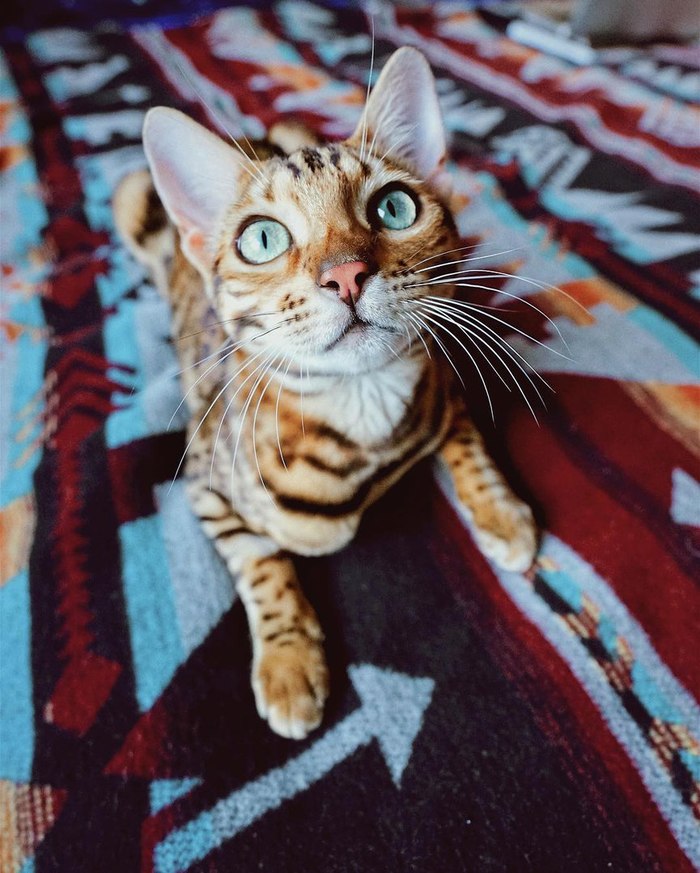 Suki The Cat -   ,  , , , , , , Instagram, 