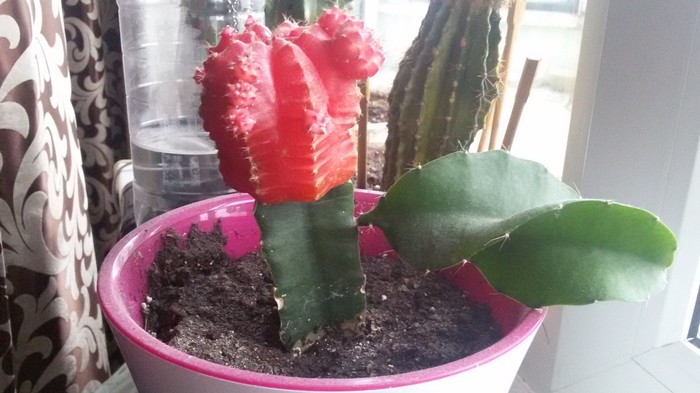 Question for botanists - My, Botany, Cactus, Gymnocalycium