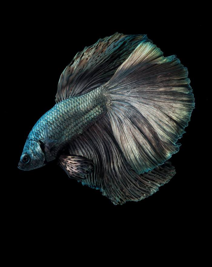 Свежее фото Visarute Angkatavanich