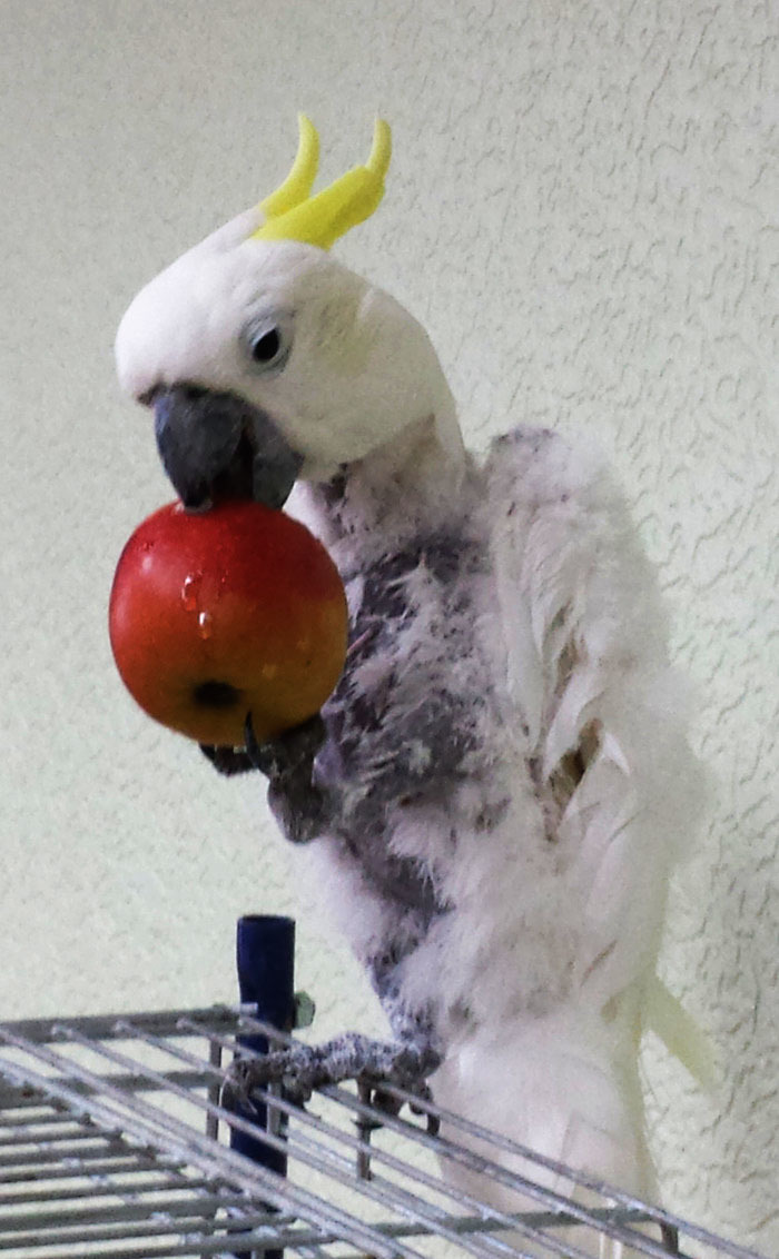 Innocent watercolor - My, Cockatoo, Kesha, Innocent, A parrot, Watercolor, Longpost