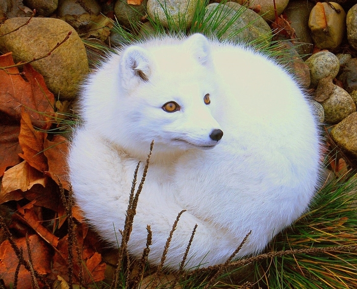 Book of Animals: Arctic Fox - My, Arctic fox, Animal book, Animals, Wild animals, Longpost