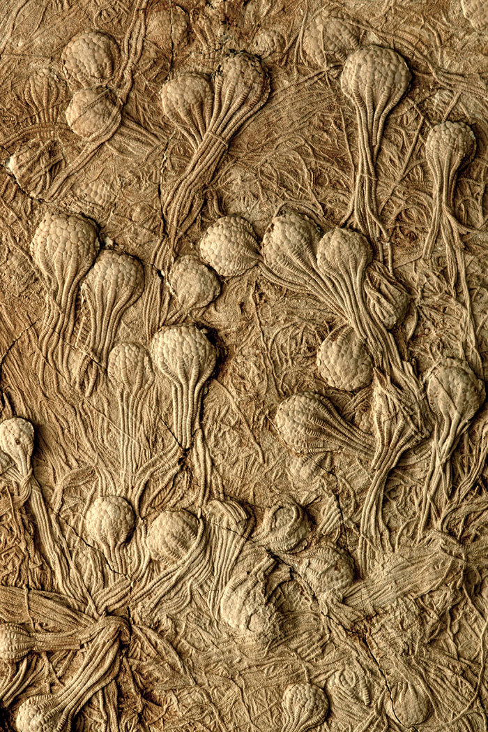 Uintacrinus socialis -     "" , , , ,  ()